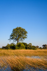 Vertical landscape image of water, marsh grasses and reeds, with a small island of bushes with a single tree against a big blue sky background, Okavango Delta, Botswana, Africa

