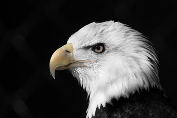 Portrait of a Bald Eagle