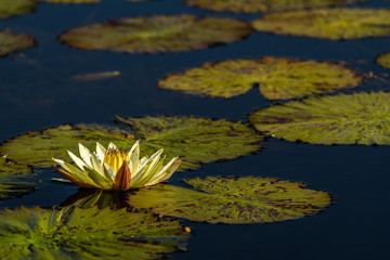 Portrait of a blooming yellow water lily, with green lily pads on dark water, Okavango Delta, Botswana, Africa  