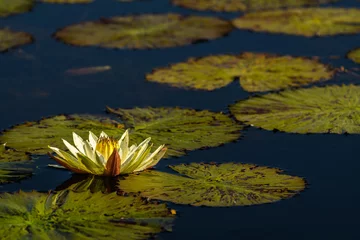 Tuinposter Waterlelie Portrait of a blooming yellow water lily, with green lily pads on dark water, Okavango Delta, Botswana, Africa  