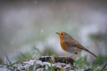 Rouge-gorge sur un tronc dans la neige