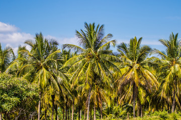 Fototapeta na wymiar Palmtrees in India