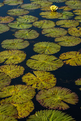 Vertical graphic background of green lily pad leaves with a single yellow flower in the top corner, Okavango Delta, Botswana, Africa
