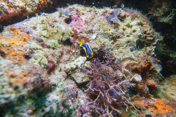 Colorful sea animals Nudibranch
