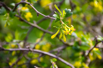 Yellow blossom of currant in garden