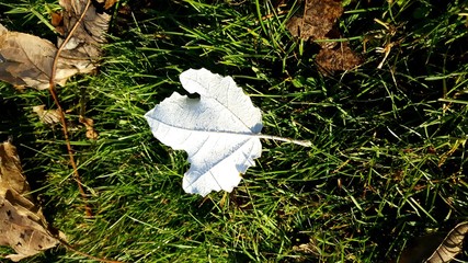 Hoja