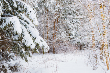 Winter forest with snow