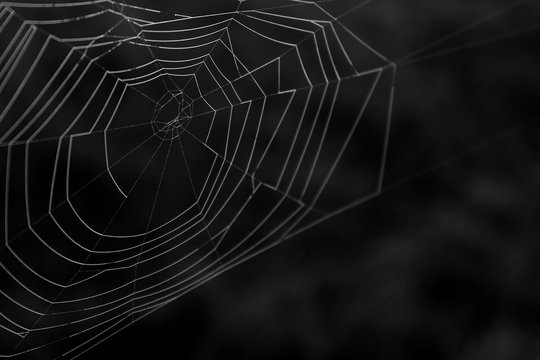 Black and White Macro Photography of a Natural Spider Web in Detail.