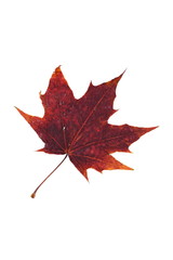Red autumn colored leaf from maple tree isolated on white background