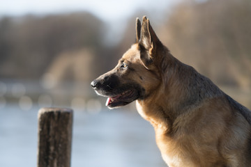Glücklicher Deutscher Schäferhund lächelt am See der Sonne entgegen
