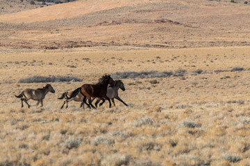 Wild Horses Running in the Desert