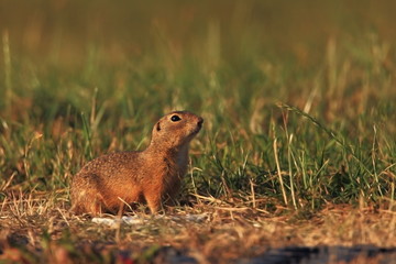 Spermophilus citellus. Wild nature of Czech. The animal on the meadow. In the grass. Beautiful nature. Free nature. The wilderness of Europe.