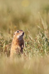 Naklejka na ściany i meble Spermophilus citellus. Wild nature of Czech. The animal on the meadow. In the grass. Beautiful nature. Free nature. The wilderness of Europe.