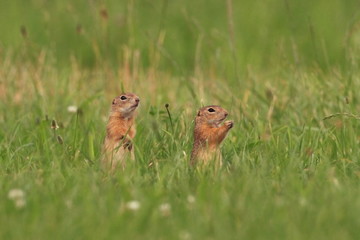 Spermophilus citellus. Wild nature of Czech. The animal on the meadow. In the grass. Beautiful nature. Free nature. The wilderness of Europe.