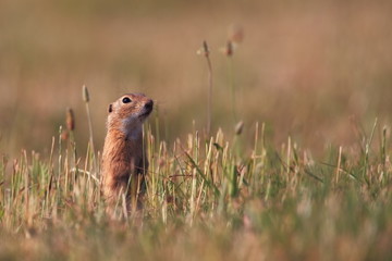 Spermophilus citellus. Wild nature of Czech. The animal on the meadow. In the grass. Beautiful...