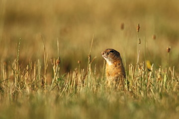 Spermophilus citellus. Wild nature of Czech. The animal on the meadow. In the grass. Beautiful nature. Free nature. The wilderness of Europe.