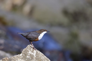 Wasseramsel während der Balz 