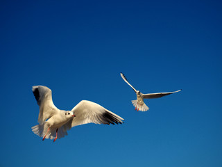 bird