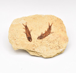 Fossils Arranged on White Background © Paul