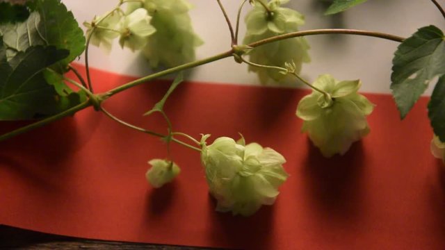 Humulus lupulus Chmiel zwyczajny Գայլուկ սովորական