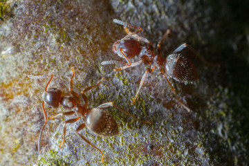 Macro photo of black ants on wood