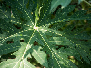 Close up of a bright green papaya leaf