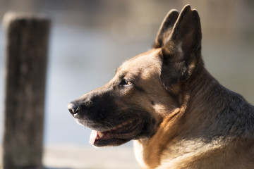Glücklicher Deutscher Schäferhund lächelt am See der Sonne entgegen