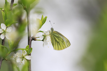 cute white butterfly sitting on a beautiful branch of a blossoming cherry in the spring and the may garden