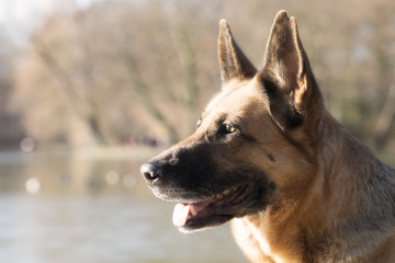 Naklejka premium Glücklicher Deutscher Schäferhund lächelt am See der Sonne entgegen