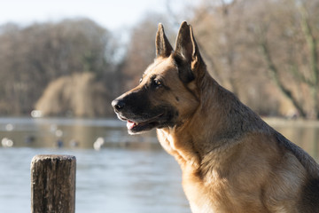 Glücklicher Deutscher Schäferhund lächelt am See der Sonne entgegen