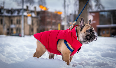French bulldog in snow wearing a red jacket on a leash isolated