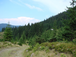 landscape of the mountain forests of the Ukrainian Carpathians.