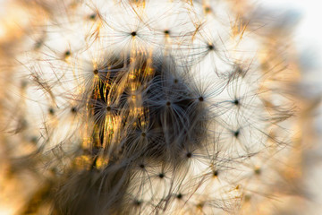 dandelion flower in the sun