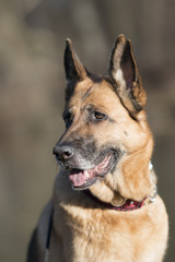 Ein freundlicher Deutscher Schäferhund erfreut sich der Sonnenstahlen in der Natur