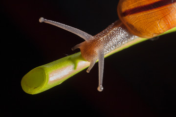 Garden snail on a green leaf natural green background macro