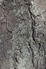 Blue grey lichen on bark of horse chestnut