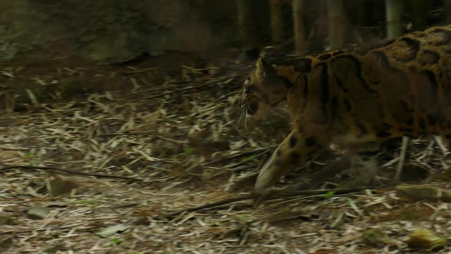 clouded leopard walking. Neofelis Nebulosa