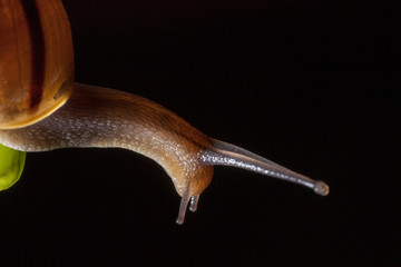 Garden snail on a green leaf natural green background macro