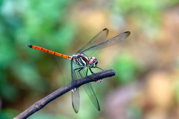Closeup Dragonfly Island on a branch