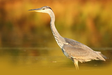 Ardea cinerea. The wild nature of the Czech Republic. Spring Glances. Beautiful nature of Europe. Big bird in water. Green color in the photo. Nice shot.