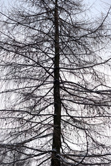 Fir tree without leaves.