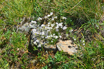 Белая камнеломка в горах Кавказа. Meadow saxifrage (Saxifraga granulata)