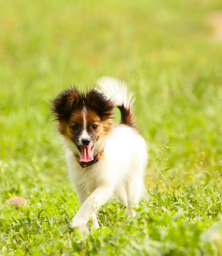 The active Papillon runs along the grass on a sunny day. A white puppy with a red head moves along the green lawn. A small dog is jumping in the street in the park. Vertical image.