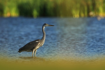 Ardea cinerea. The wild nature of the Czech Republic. Spring Glances. Beautiful nature of Europe. Big bird in water. Green color in the photo. Nice shot.