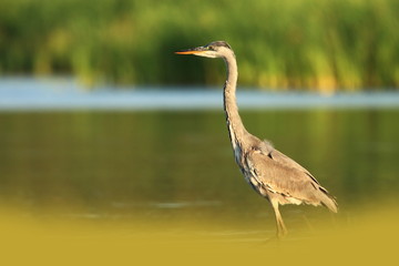 Ardea cinerea. The wild nature of the Czech Republic. Spring Glances. Beautiful nature of Europe. Big bird in water. Green color in the photo. Nice shot.