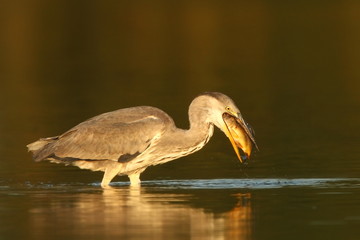 Ardea cinerea. The wild nature of the Czech Republic. Spring Glances. Beautiful nature of Europe. Big bird in water. Green color in the photo. Nice shot.