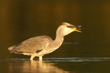 Ardea cinerea. The wild nature of the Czech Republic. Spring Glances. Beautiful nature of Europe. Big bird in water. Green color in the photo. Nice shot.