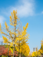 Fototapeta premium Orange and yellow leaves tree, ginkgo and maple tree, in autumn season under cloudy blue sky