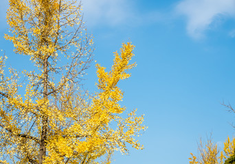 Orange and yellow leaves tree, ginkgo and maple tree, in autumn season under cloudy blue sky