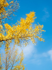 Orange and yellow leaves tree, ginkgo and maple tree, in autumn season under cloudy blue sky